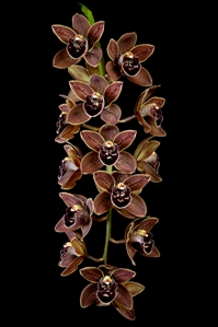 Cymbidium Charles Weckerle Thrun Passion HCC/AOS 79 pts.Inflor